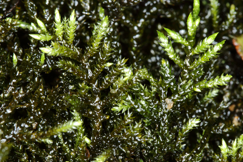 Rhynchostegium aquaticum